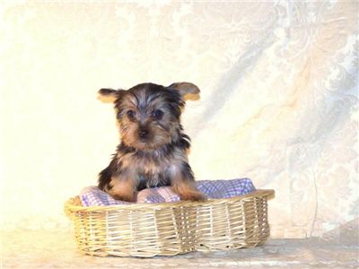 FemaleSupercuteYorkiePuppy